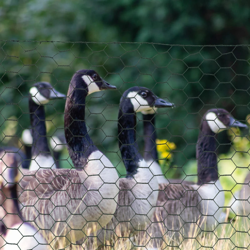 Dark Green 1m x 25m Foldable PVC Coated Chicken Wire Mesh Fence