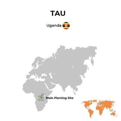 Plant A Tree in Uganda - eco conscious